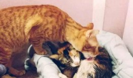 生猫视频在线观看,生猫视频在线观看，感受小生命的第一步